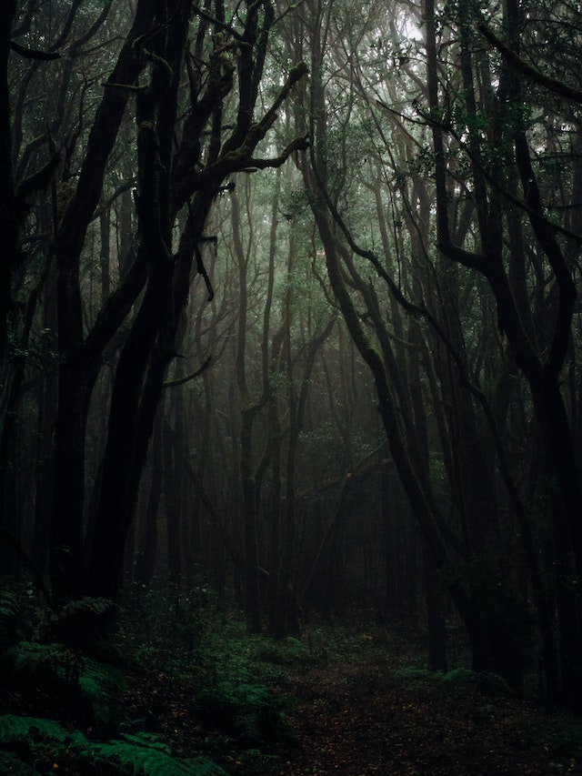 What first-time visitors should know before visiting Aokigahara