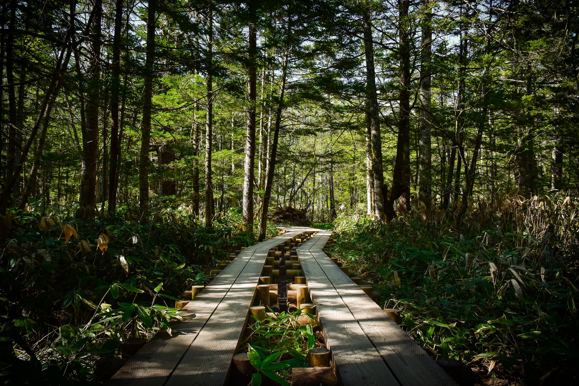 Aokigahara: The Real History of Japan's Sea of Trees - LOST SG